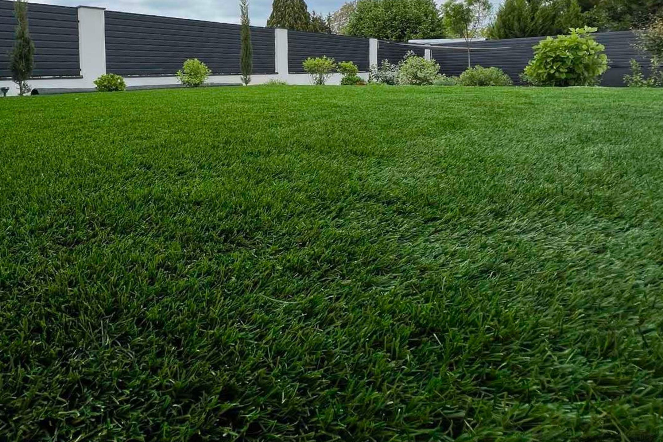 naturview-melizzo53-mufu-01 New Ambassador 50 - Image 1