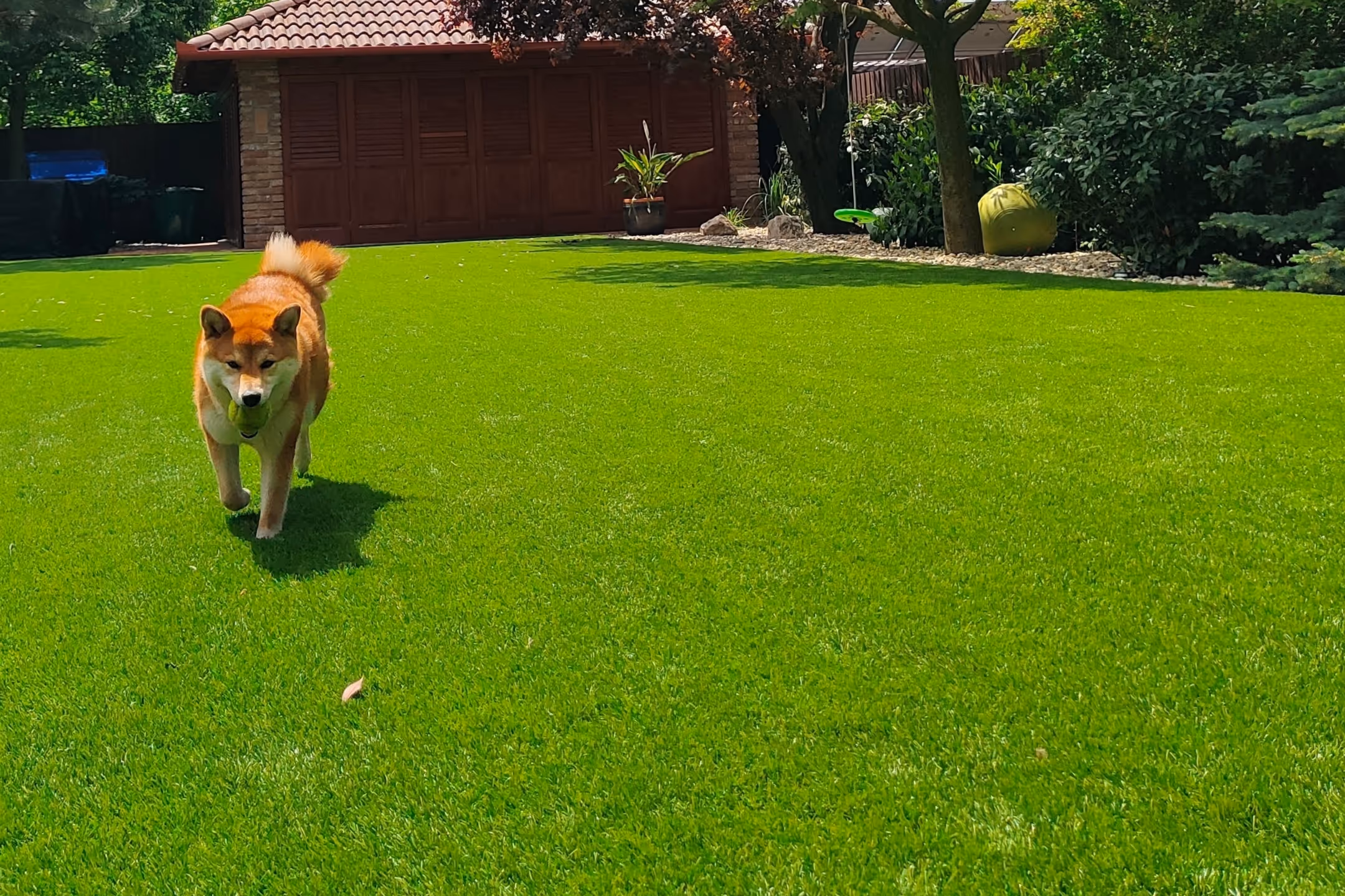 soft-kyodai-mufu-01 New Ambassador 60 - Image 1